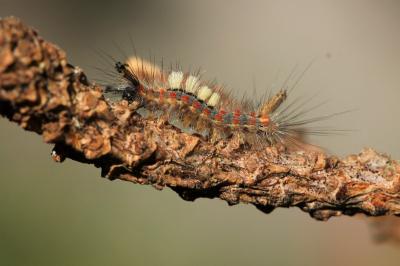 Orgyia antiqua