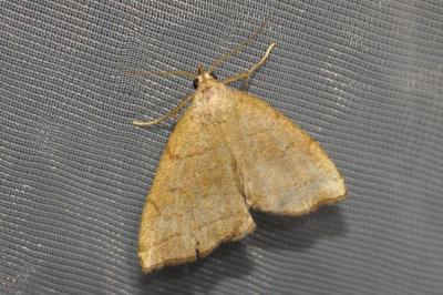 Herminia tarsicrinalis