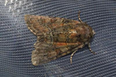 Oligia latruncula