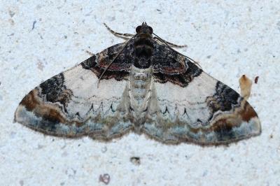 Catarhoe cuculata