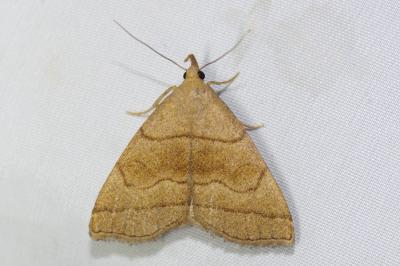 Herminia tarsicrinalis