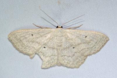 Scopula nigropunctata