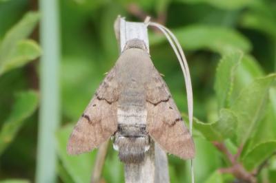 Macroglossum stellatarum