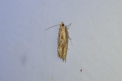 Eucosma cana
