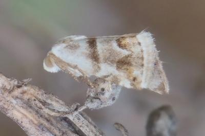 Eublemma candidana