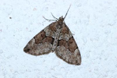Thera obeliscata