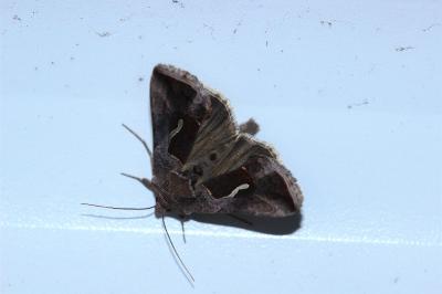 Macdunnoughia confusa