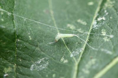 Lyonetia clerkella