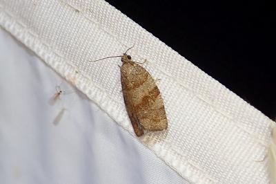 Choristoneura diversana