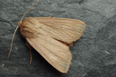 Mythimna pudorina