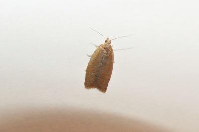 Clepsis consimilana