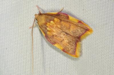 Carcina quercana