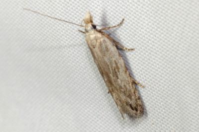 Anarsia spartiella