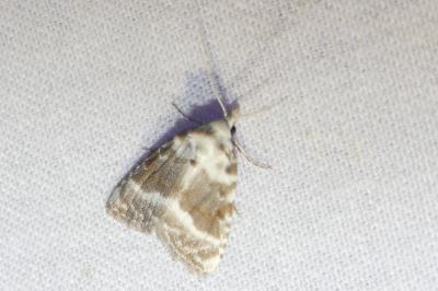 Meganola albula