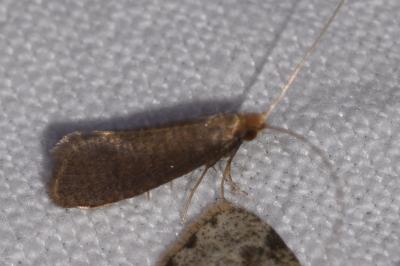 Nematopogon metaxella