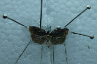 Acleris umbrana