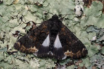 Catephia alchymista