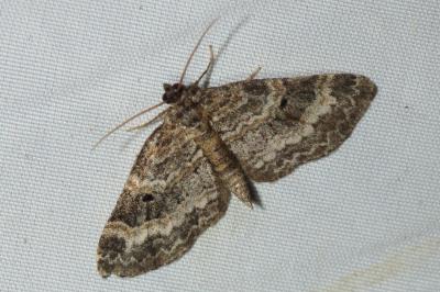 Pterapherapteryx sexalata