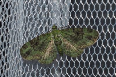 Pasiphila rectangulata