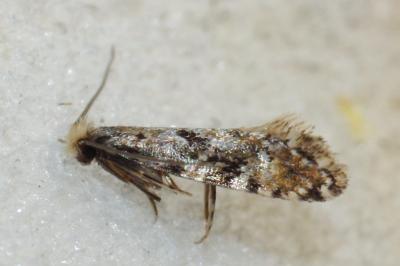 Nemapogon ruricolellus
