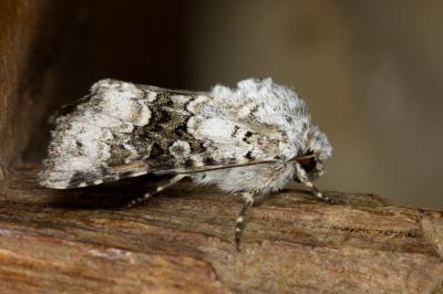 Hecatera bicolorata