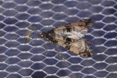 Cochylis atricapitana