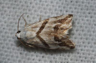Eublemma candidana