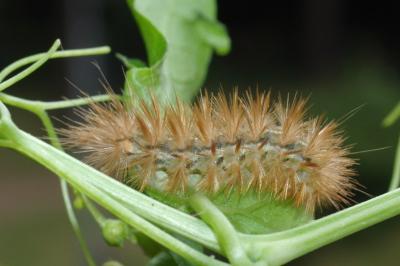 Spilarctia lutea