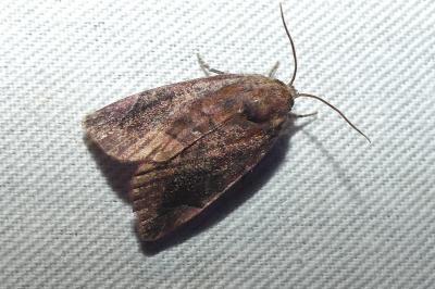 Cosmia pyralina