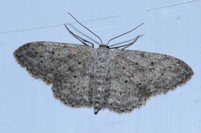 Idaea seriata