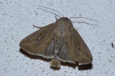 Leucania obsoleta
