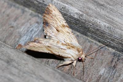 Apamea lithoxylaea
