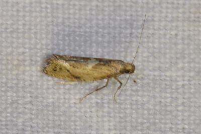 Acrolepiopsis marcidella