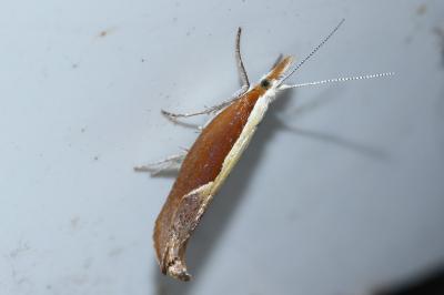Ypsolopha dentella