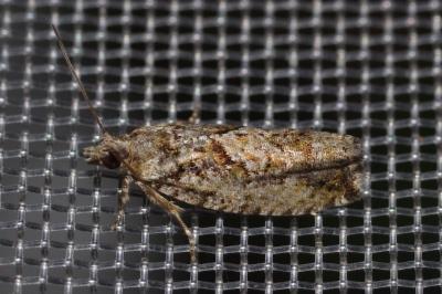 Zeiraphera isertana