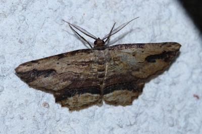 Menophra abruptaria