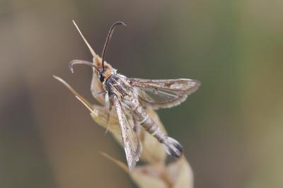Pyropteron meriaeforme