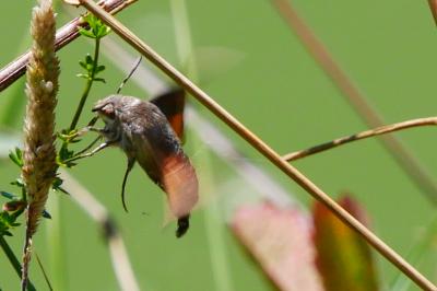 Macroglossum stellatarum