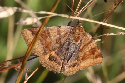Euclidia glyphica