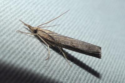 Pediasia contaminella