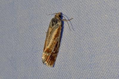 Rhyacionia buoliana