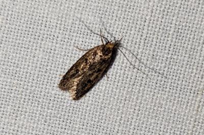 Hofmannophila pseudospretella