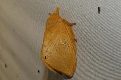 Euthrix potatoria