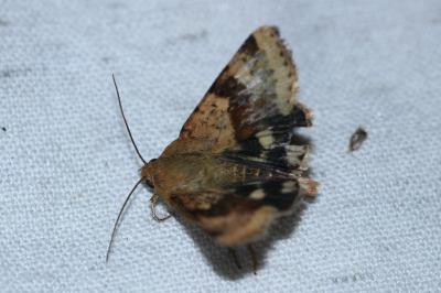 Heliothis viriplaca