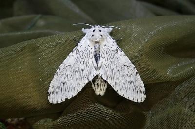 Cerura erminea