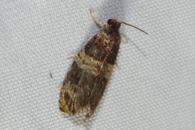 Celypha aurofasciana