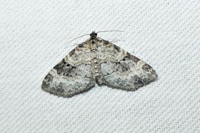 Pterapherapteryx sexalata