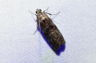 Phycita roborella