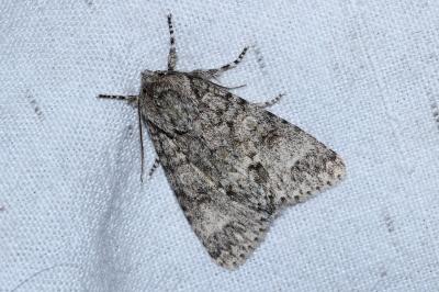 Acronicta megacephala
