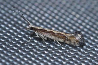 Plutella xylostella
